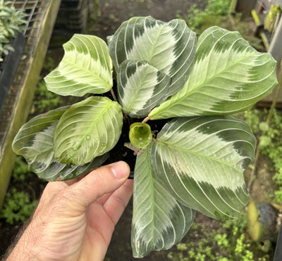 4" Maranta Silver Band  